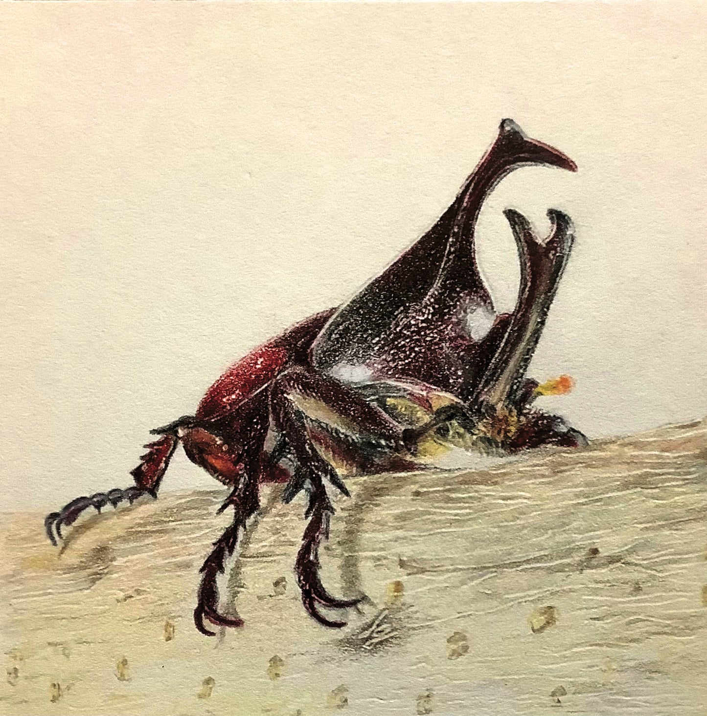 Don Rinoceronte, the Ingenious beetle of the forest / El ingenioso escarabajo del bosque